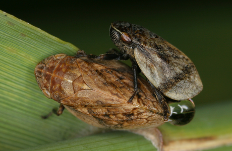 Wanst-Schaumzikade (Lepyronia coleoptrata) - © Gernot Kunz